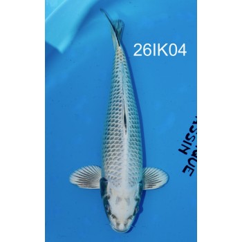 NISAI YELLOW MATSUBA MALE 42CM HQ DE CHEZ IKARASHI OZUMI REF 26IK04