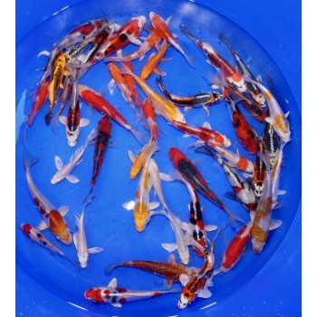 Tosai Sélection HQ Kaze, Suda Butterfly, Yamasaki 2026