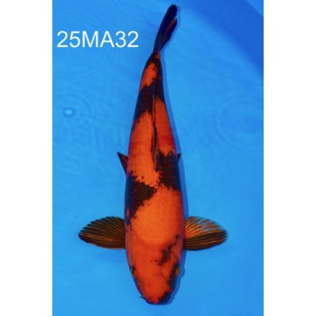 HI UTSURI NISAI HQ 48 CM MALE DE CHEZ MARUHIRO REF 25MA32