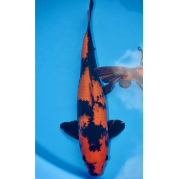 HI UTSURI NISAI FEMELLE HQ 51CM DE CHEZ MARUHIRO REF 25MA02