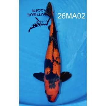 HI UTSURI NISAI FEMELLE HQ 51CM DE CHEZ MARUHIRO REF 26MA02