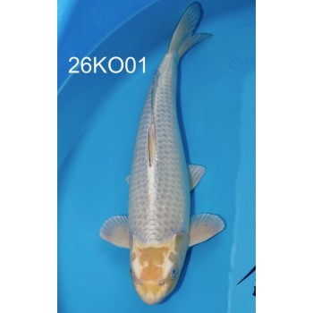 KAWARIGOI SANSAI FEMELLE 52 CM VHQ DE CHEZ KOBAYASHI REF 26KO01