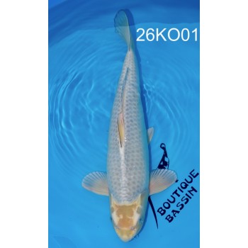 KAWARIGOI SANSAI FEMELLE 52 CM VHQ DE CHEZ KOBAYASHI REF 26KO01