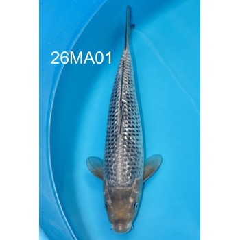 SORAGOI GINRIN 44 CM NISAI DE CHEZ MARUHIRO REF 26MA01