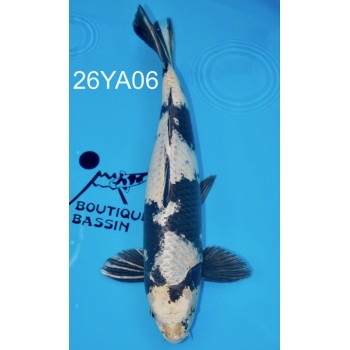 GIN SHIRO UTSURI YONSAI VHQ MALE 58 CM DE CHEZ YAMASAN REF 26YA06