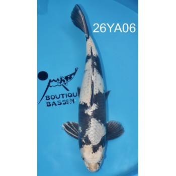 GIN SHIRO UTSURI YONSAI VHQ MALE 58 CM DE CHEZ YAMASAN REF 26YA06