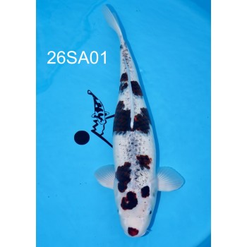 YONSAI BUDO GOROMO FEMELLE HQ 56 CM DE CHEZ SAKAZUME REF 26SA01