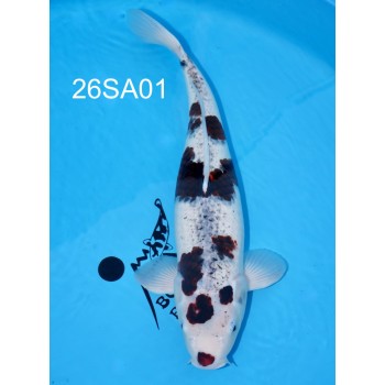 YONSAI BUDO GOROMO FEMELLE HQ 56 CM DE CHEZ SAKAZUME REF 26SA01