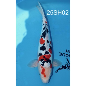 NISAI DOITSU SANKE MALE VHQ 43CM DE CHEZ SHINODA REF 25SH02