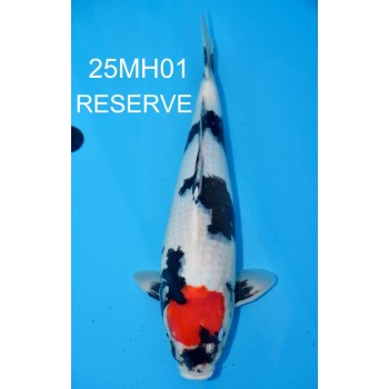 NISAI TANCHO SHOWA MALE VHQ 43CM DE CHEZ MARUHIRO REF 25MH01