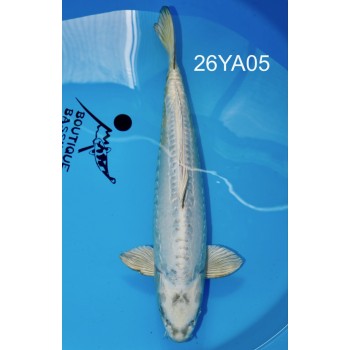 YONSAI DOITSU KABUTO TITANE MALE VHQ 62CM DE CHEZ YAMASAN REF 26YA05