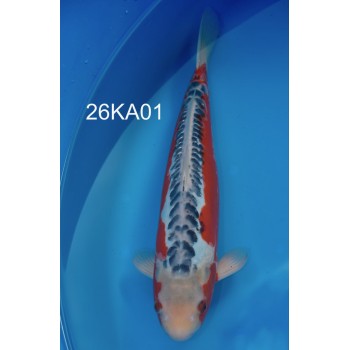 SANSAI SHUSUI VHQ 40 CM DE CHEZ KAWAKAMI REF 26KA01