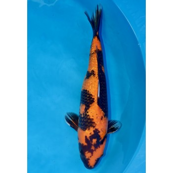 YONSAI HI UTSURI GINRIN FEMELLE HQ 56CM DE CHEZ MARUHIRO REF 26MA02