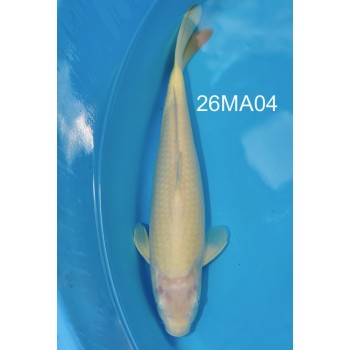 NISAI KARASHIGOI FEMELLE HQ 42CM DE CHEZ MARUHIRO REF 26MA04