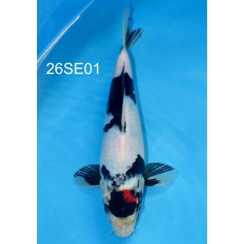 NISAI BLACK TANCHO SHOWA 28CM VHQ DE CHEZ SEKIGUCHI REF 26SE01