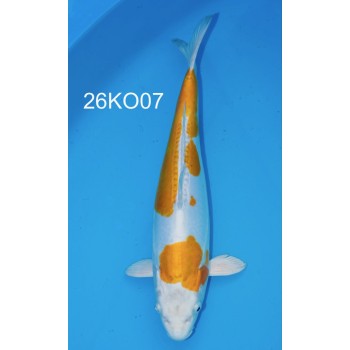 NISAI DOITSU HARIWAKE FEMELLE 36CM VHQ DE CHEZ KODA REF 26KO07