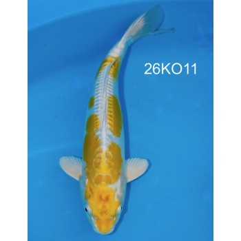 NISAI DOITSU HARIWAKE MALE 31CM HQ DE CHEZ KODA REF 26KO11