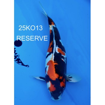 SANSAI DOITSU SHOWA FEMELLE 47CM VHQ DE CHEZ KODA REF 25KO13