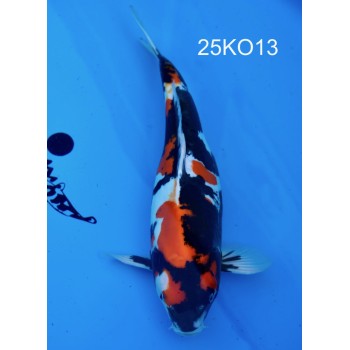 SANSAI DOITSU SHOWA FEMELLE 47CM VHQ DE CHEZ KODA REF 25KO13